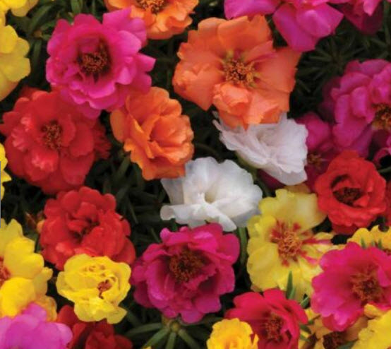 แพรเซี่ยงไฮ้ (Moss Rose) ซ้อน คละ / 3,500 เม็ด (UK)