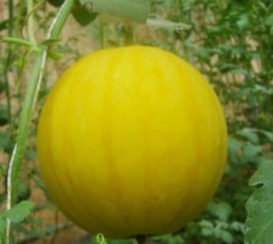 แตงโม เปลือกเหลือง เนื้อแดง / 10 เม็ด