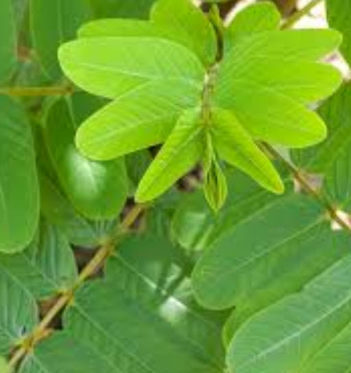 ชุมเห็ดเทศ หรือ ส้มเห็ด ขี้คาก ลับหมื่น / 300 เม็ด