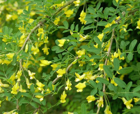 ถั่วไซบีเรีย หรือกระถินเหลือง (Peashrub Siberian) / 5 เม็ด (France)