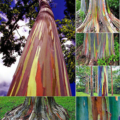 ยูคาลิปตัสแฟนซี (Rainbow Eucalyptus) / 50 เม็ด