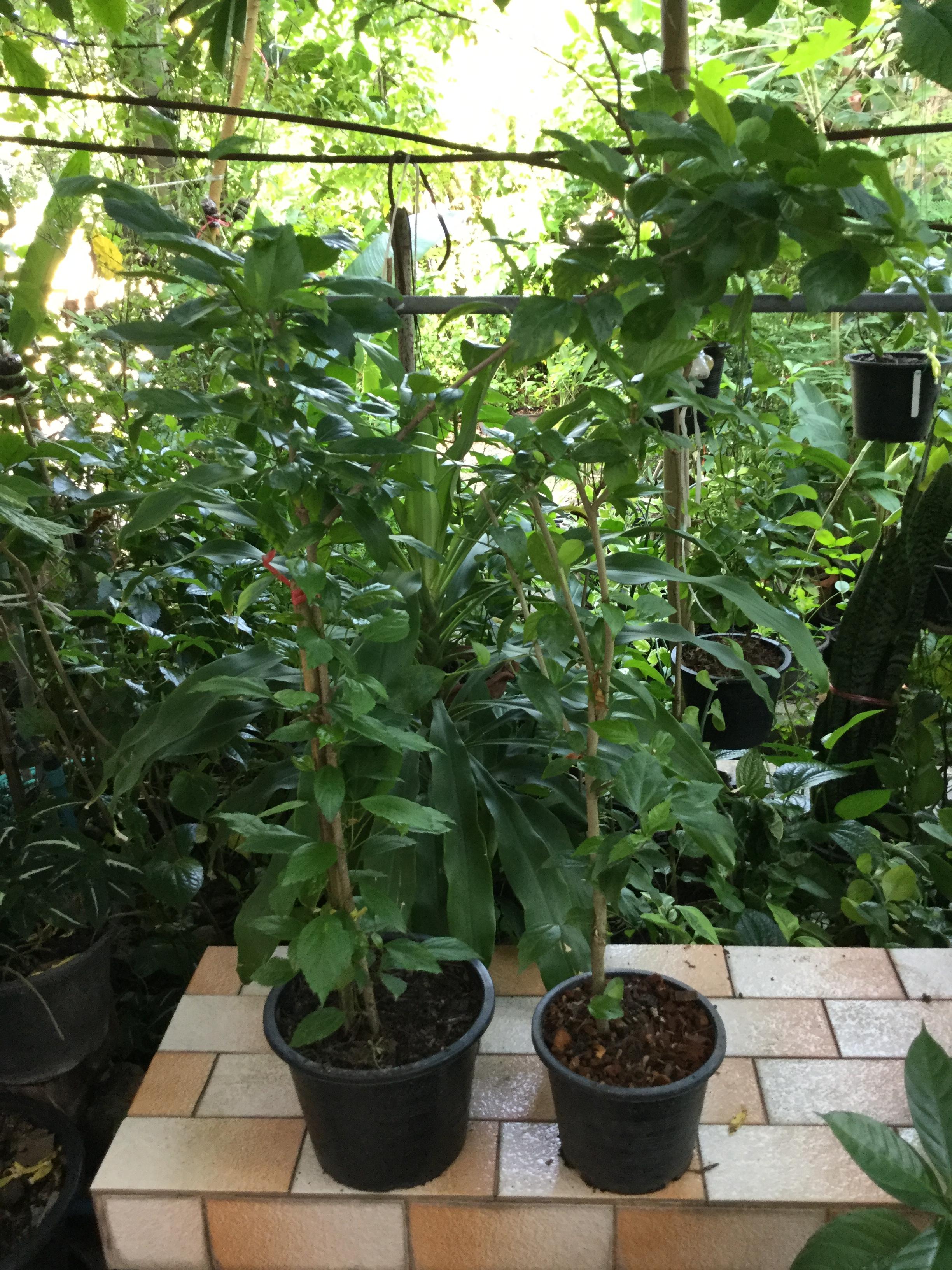 ต้นพู่ระหง ดอกฝอย กระถาง 10 นิ้ว สูง 70-100 ซ.ม./ ต้น