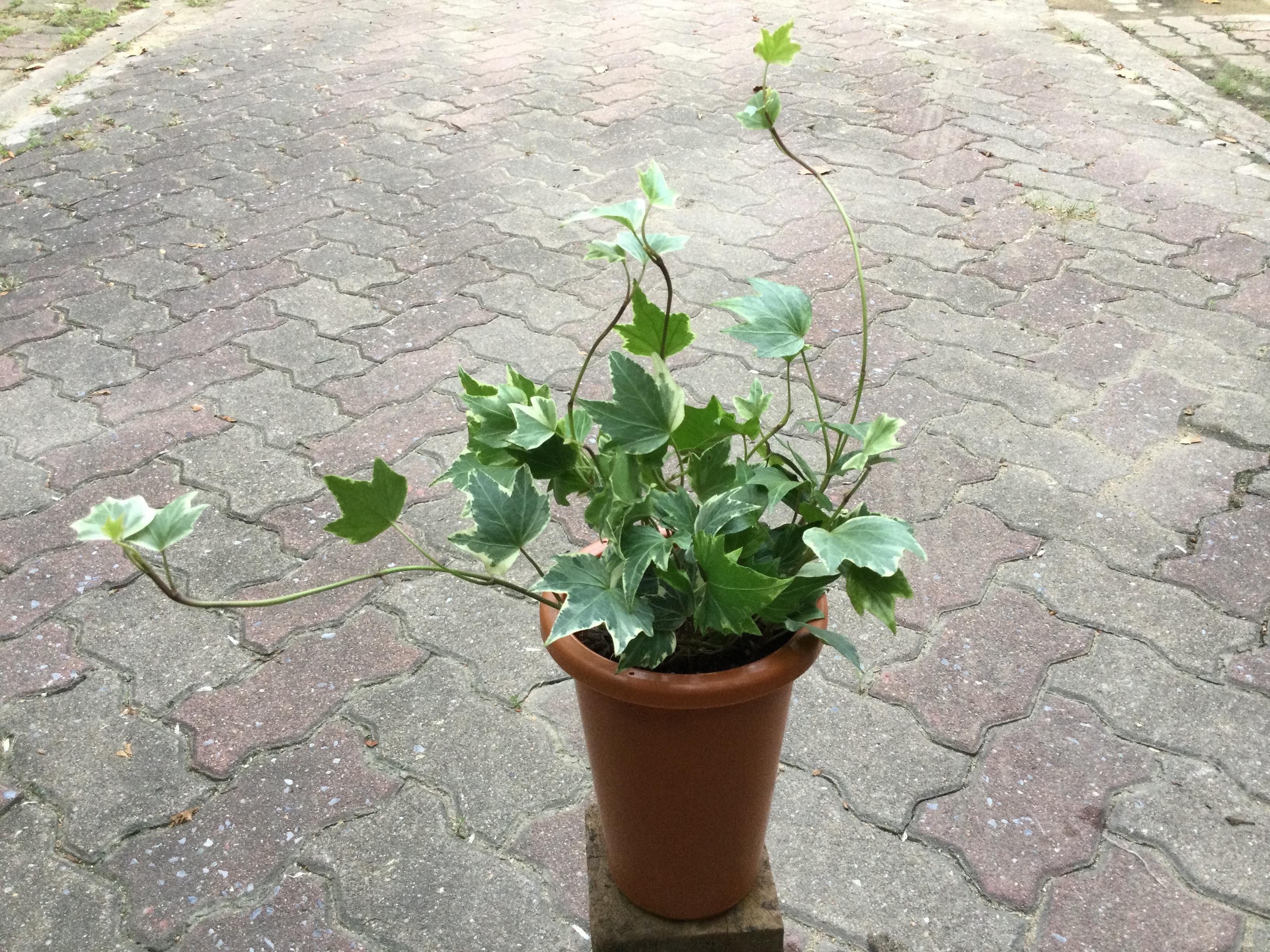 ต้นไอวี่ ใบด่างขาว กระถาง 4 นิ้วทรงสูง / ต้น