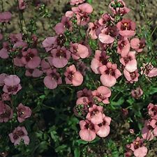 ไดอาเซีย (Diascia Barberae) สีชมพู / 100 เม็ด [USA)