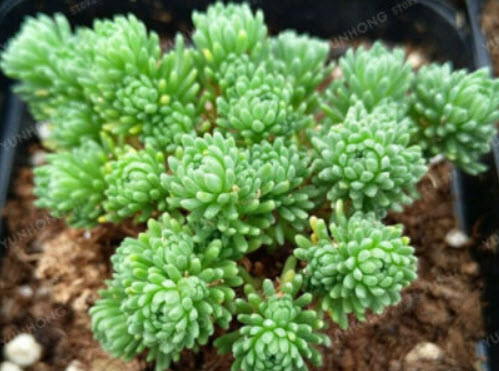 ซีดัม มัลติเซ็ปส์ (Sedum Multiceps) / 100 เม็ด