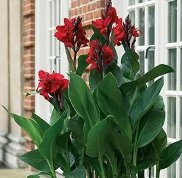 เมล็ดพันธุ์ พุทธรักษา (Canna) ดอกสีแดง / 10 เม็ด (P2S)