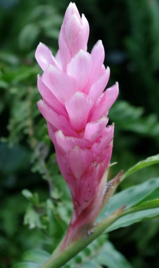 ต้นขิงชมพู (Pink Ginger) กระถาง สูง 20-30 ซ.ม. / ต้น