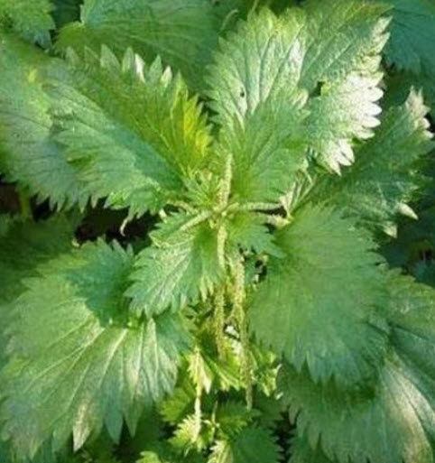 สตริงกิง เนทเติล (Stinging Nettle / Urtica dioica) / 1,300 เม็ด (UK) *