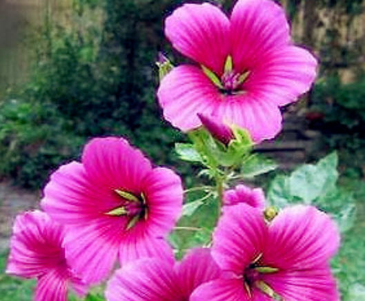 มาโลป (Mallow / Malope Trifida) คละ / 100 เม็ด