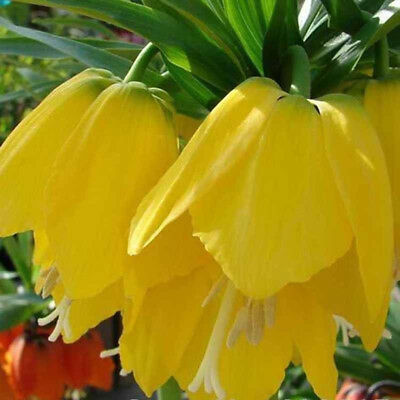 มงกุฏจักรพรรดิ์ (Crown Imperial) สีเหลือง / 100 เม็ด