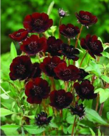 ดาวกระจายช็อคโกแลต (Chocolate Cosmos) / 200 เม็ด (นอก)