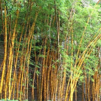 ไผ่โมโซ (Moso Bamboo) สีทอง / 20 เม็ด (นอก)