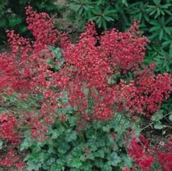 ฮิวเชร่า ฟายร์ฟลาย (Heuchera Firefly) / 25 เม็ด (USA)