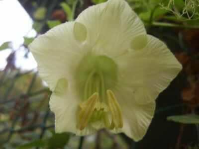 แคทเธอดรัล เบลล์ (Cathedral Bells) สีม่วง+ขาว / รวม 4 เม็ด (Ukraine)