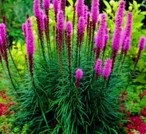 ไลอะทริส หรือลิอะทริส (Liatris Spicata) สีชมพู / 300 เม็ด (UK)*