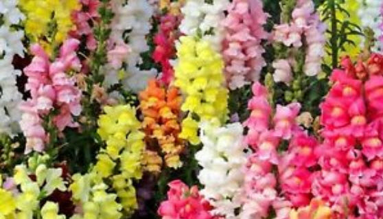 ดอกลิ้นมังกร (Snapdragon) คละสี ต้นเตี้ย / 1,000 เม็ด (Ukraine)