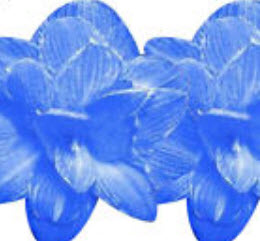 ว่านสี่ทิศ (Amaryllis) สีฟ้า / 100 เม็ด (นอก)