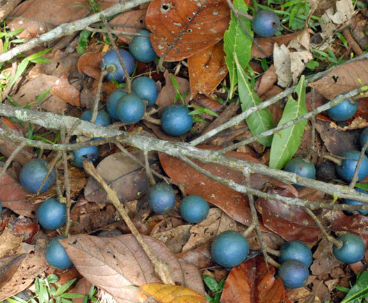 ต้นรุทรักษะ หรือ น้ำตาพระศิวะ กระถาง 8 นิ้ว สูง 20-30 ซ.ม.