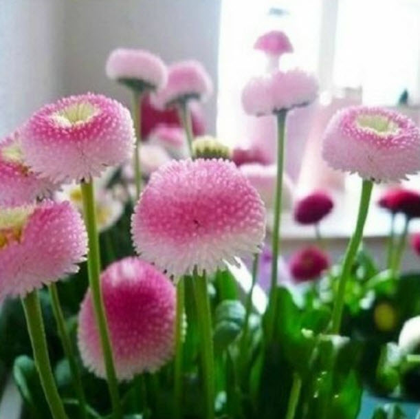 เดซี (Daisy) สีไอศกรีมสตรอเบอรี่ / 100 เม็ด (Vietnam)