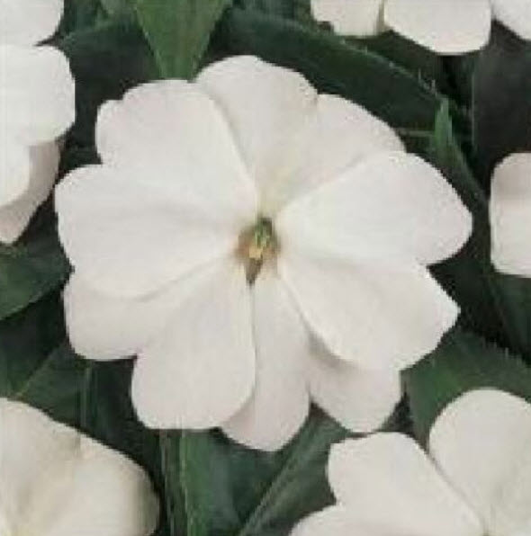 เทียนนิวกินี (New Guinea Impatiens - Divine White F1) / 10 เม็ด (UK)