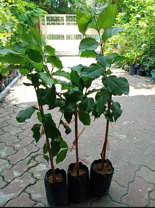 ต้นพีนัท บัทเตอร์ (Peanut Butter) / ต้นเนยถั่ว สูง 60-80 ซ.ม.