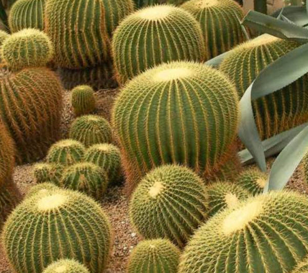 ถังทอง (Echinocactus grusonii) / 10 เม็ด (UK)