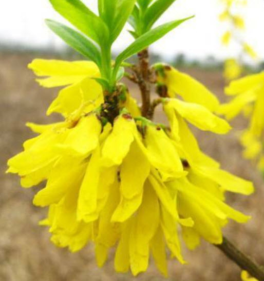 เหลี่ยงเคี้ยว หรือเหลี่ยนเชี่่ยว (Weeping Forsythia) 20 เม็ด / ซอง (E010)