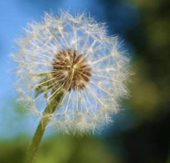 แดนดิไลออน (Dandelion) คละ / 50 เม็ด