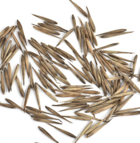 ไผ่โมโซ (Moso Bamboo) / 100 เม็ด (China)*