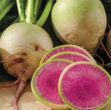 ไชเท้า แตงโม (watermelon radish) / 200 เม็ด (S049)