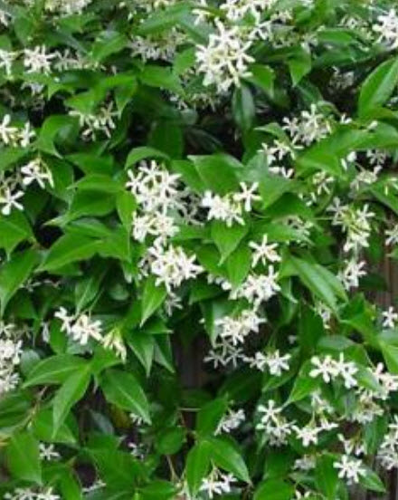 มะลิ / มะลุลี (Trachelospermum Jasminoides) / 5 เม็ด (ยุโรป)