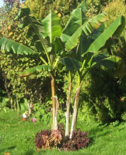 กล้วยหิมาลัย (Himalayan Banana) / 5 เม็ด (France)