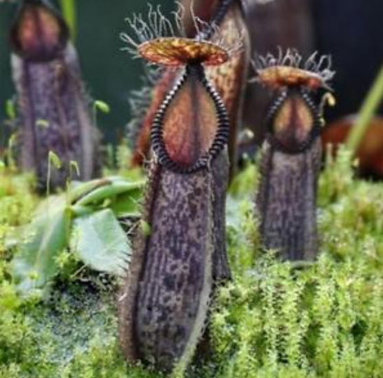 หม้อข้าวฯ อัศวินดำ (Nepenthes - Black Knight) / 50 เม็ด