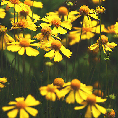 สนีซหวีด (Sneezeweed) / ซอง 50 เม็ด (A131)