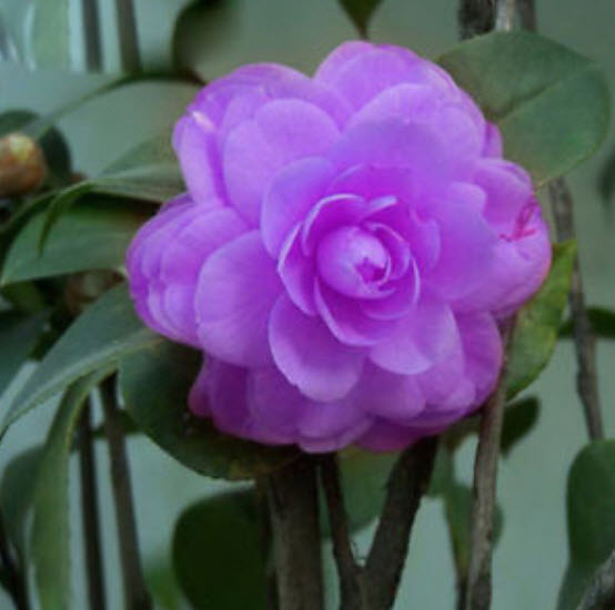 คามิเลีย (Camellia) สีม่วง / 5 เม็ด (นอก)