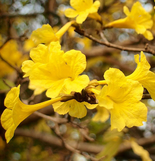 เหลืองอินเดีย (Yellow Trumpet Tree) / ต้น (ถุงดำ)