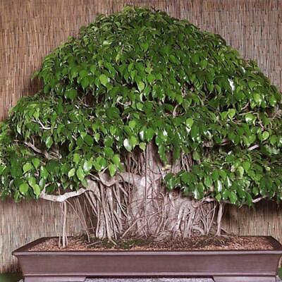 ไทร บอนไซ (Weeping Fig) / 20 เม็ด (นอก)