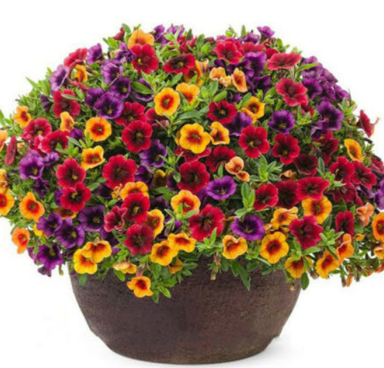 กล๊อกซีเนีย (Gloxinia) หรือกุหลาบนางฟ้า คละ / 120 เม็ด