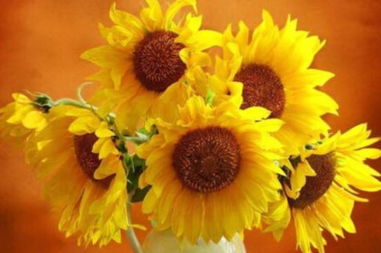 ทานตะวันแคระ (Dwarf Sunflower) สีเหลืองทอง ดอกใหญ่พิเศษ / 35 เม็ด (UK)
