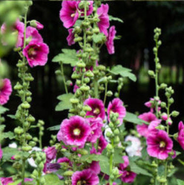 ฮอลลีฮ็อค (Hollyhock) คละสี /100 เม็ด