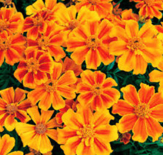 ดาวเรืองฝรั่งเศส สีส้ม ซอง 50 เม็ด (A021)