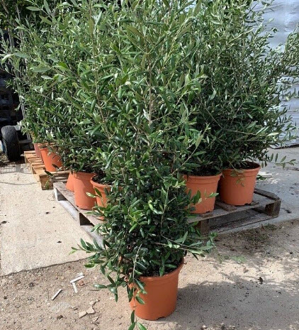 มะกอกโอลีฟ (European Olive Oil) / 5 เม็ด (Portugal)*