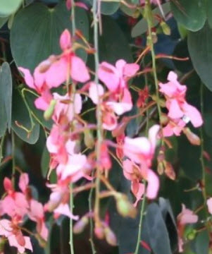 ต้นสร้อยสยาม หรือชงโคสยาม กระถาง 8 นิ้ว ไม้เถาเลื้อย