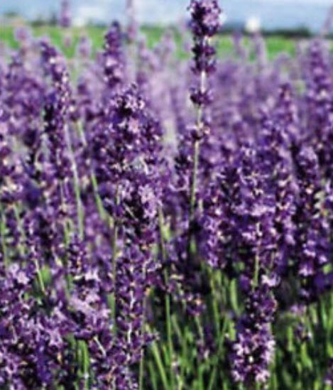 ลาเวนเดอร์อังกฤษ (English Lavender) / 100 เม็ด