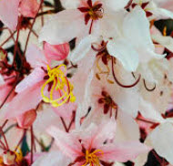 กัลปพฤกษ์ (Pink cassia) / 25 เม็ด (P2S)