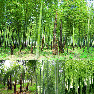 ไผ่โมโซ (Moso bamboo) / 50 เม็ด (นอก)