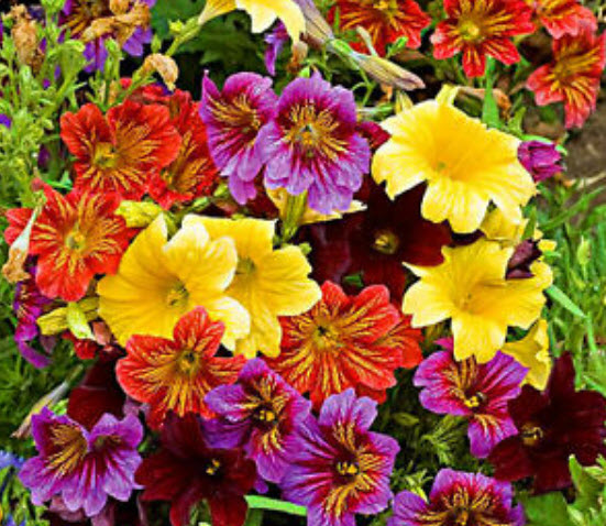 ซาลพิกลอสซิส (Salpiglossis) คละ / 800 เม็ด (UK)