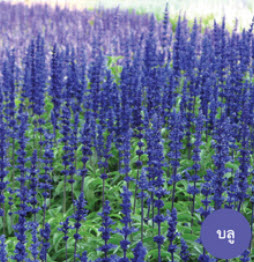 บลู ซัลเวีย (Blue Salvia) / ซอง 50 เม็ด