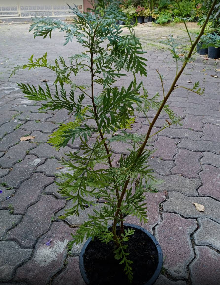 ต้นซิลเวอร์ โอ๊ค ออสเตรเลีย (Australian silver oak) กระถาง 8 นิ้ว สูง 20-40 ซ.ม.