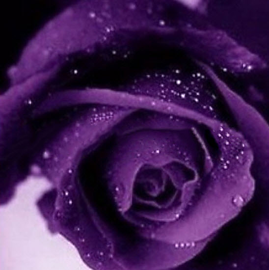กุหลาบสีม่วง (Purple Rose) / 20 เม็ด